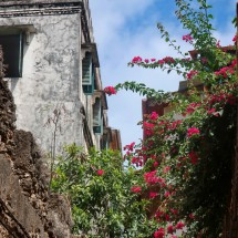 Flowers in Stone Town